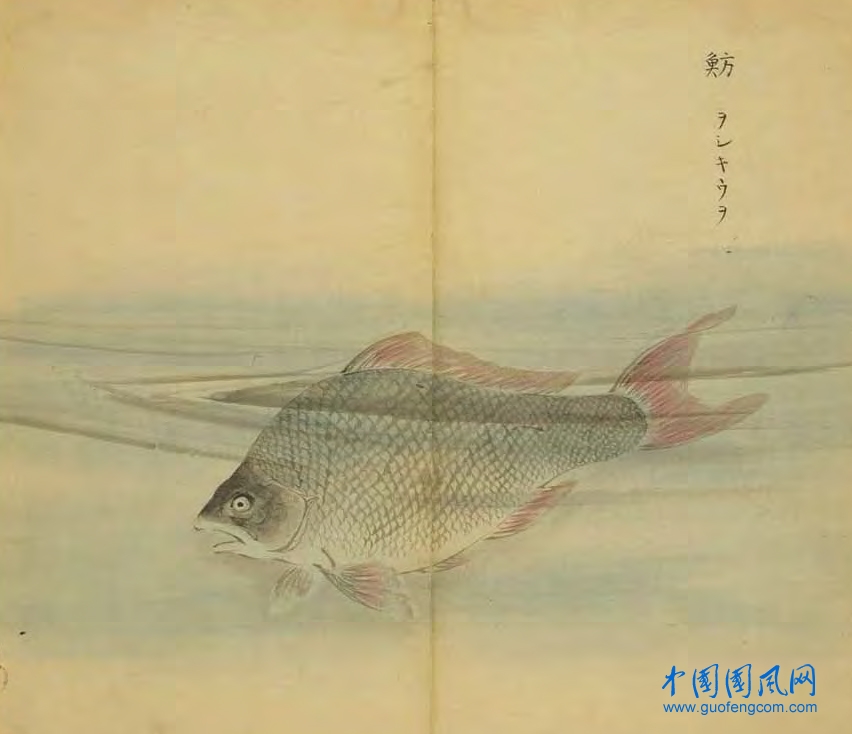 _ShiJing_魴.jpg