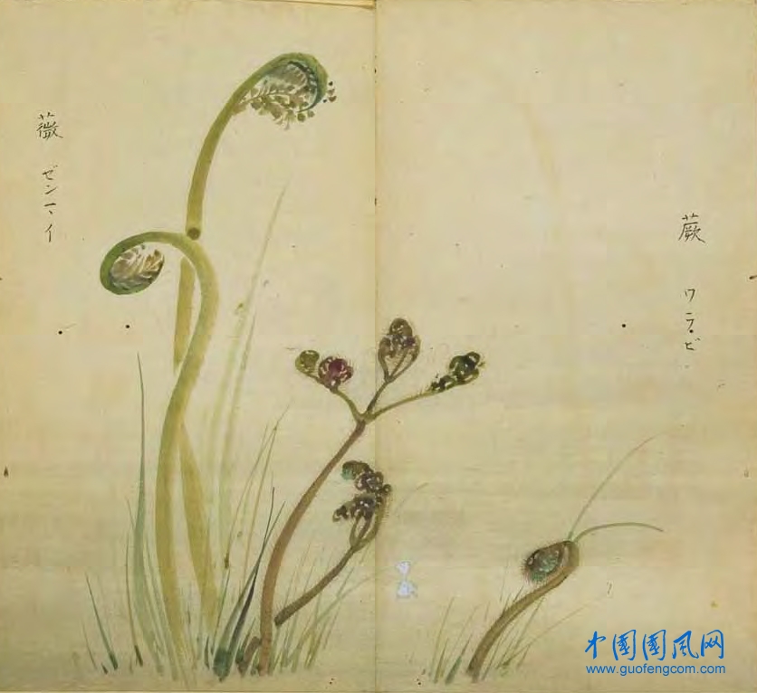 _ShiJing_蕨 薇.jpg