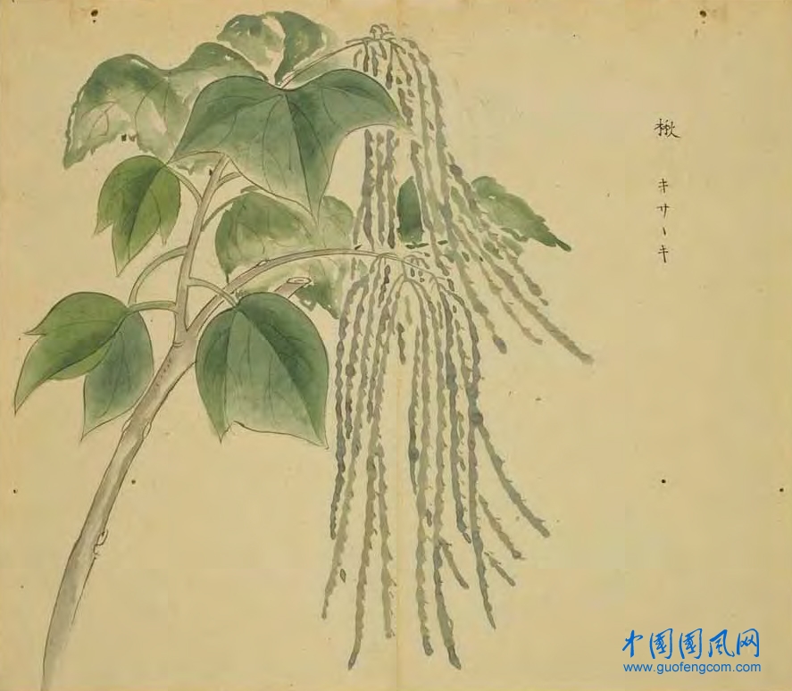 _ShiJing_楸（梓）.jpg