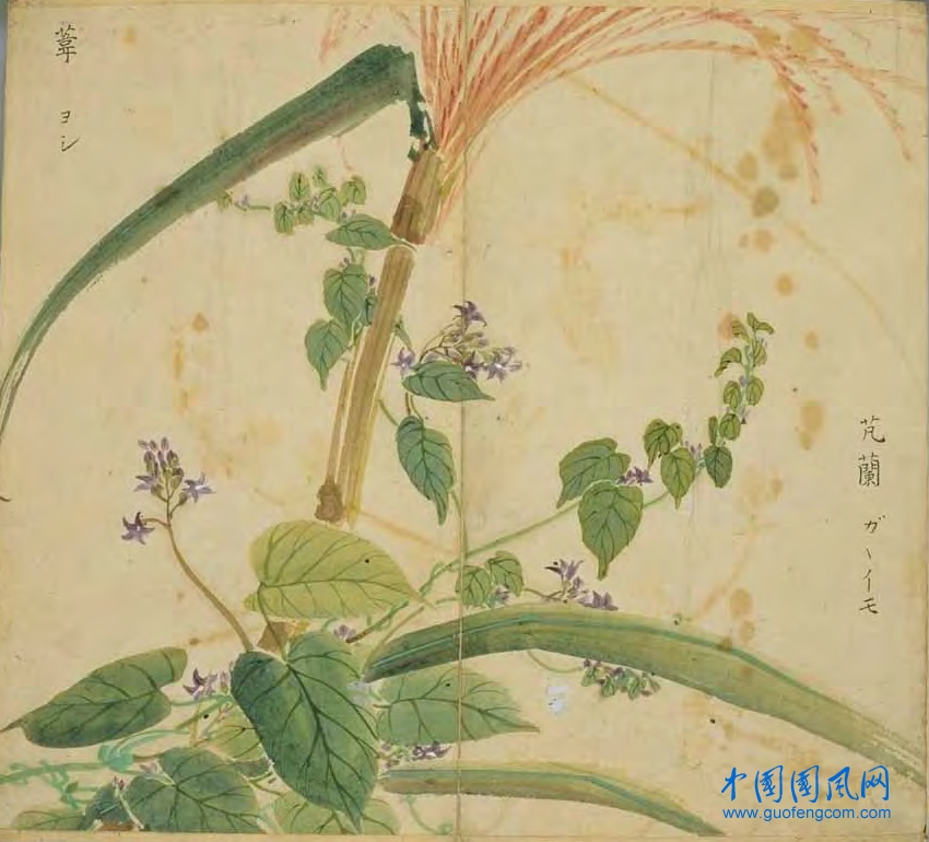 _ShiJing_葦 芄蘭.jpg