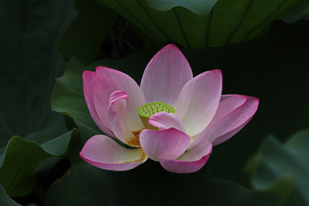 愛拍征集：遇見夏天