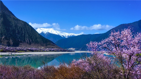愛(ài)拍征集：春色滿園