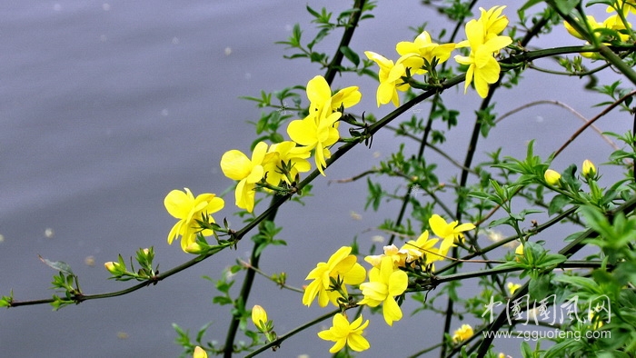 迎春花開放