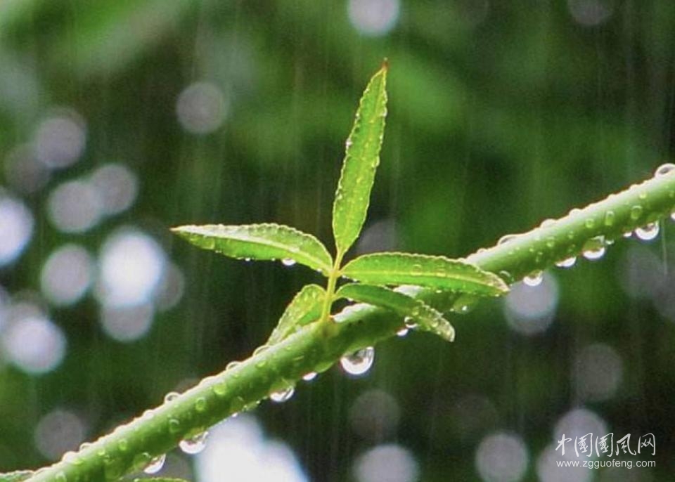 聽 雨