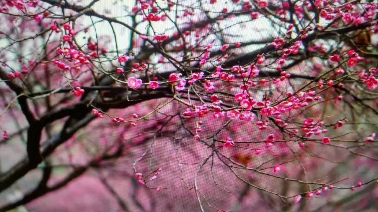 杏花公園賞花有感  文/吳忠芹