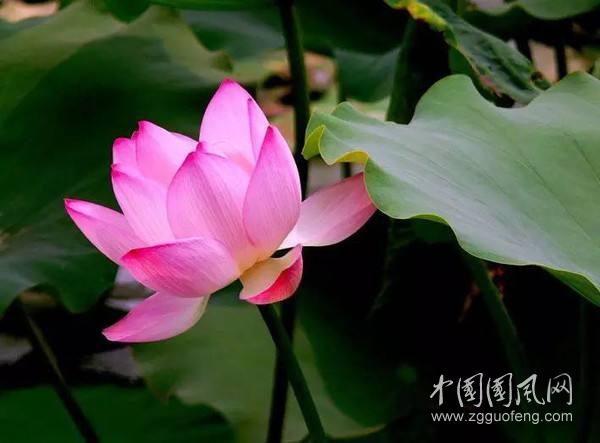 席慕蓉——蓮的心事