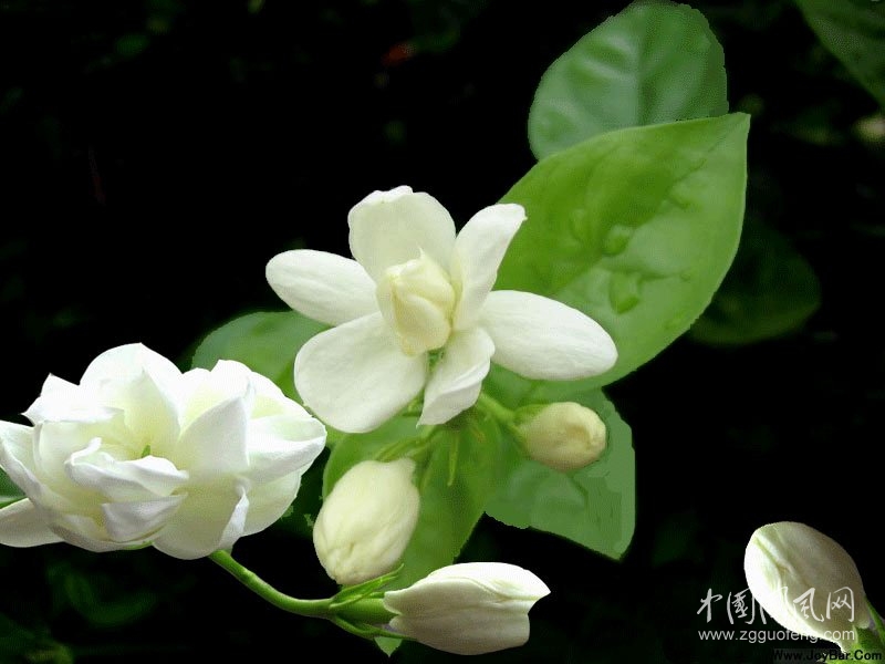 茉 莉 花 香     文/吳忠芹