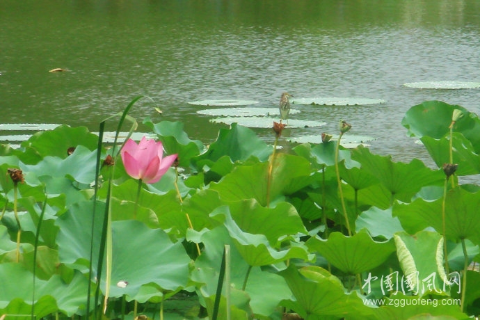 出 伏  ，處  暑   文/吳忠芹
