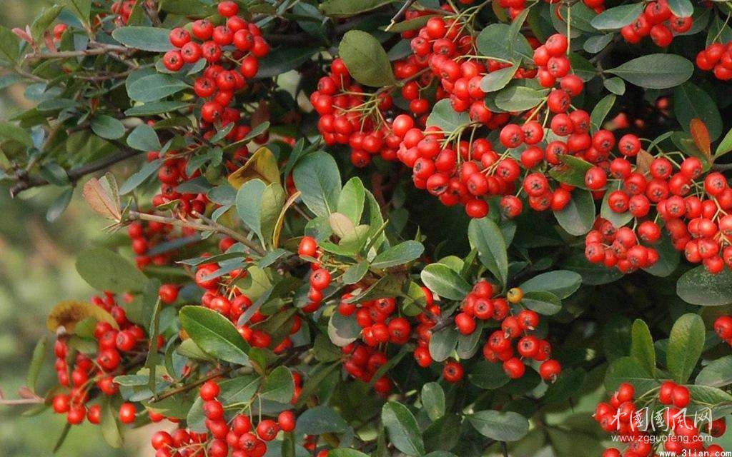 《北國(guó)沒(méi)有紅豆》      文/青青鳥(niǎo)