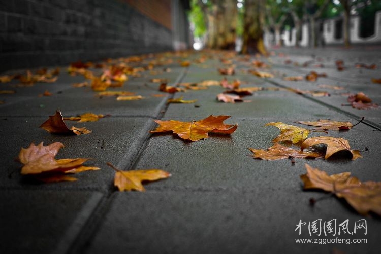 《落葉的情》