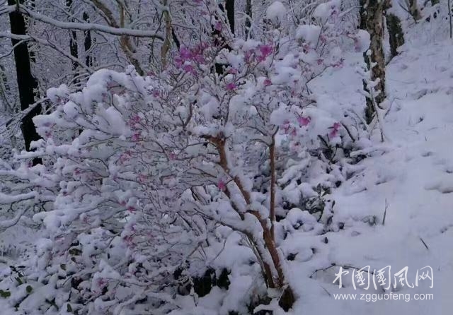 飄雪