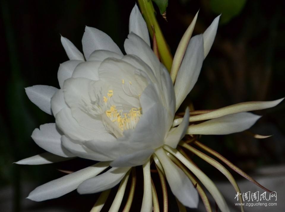 《假如你是曇花一現(xiàn)》