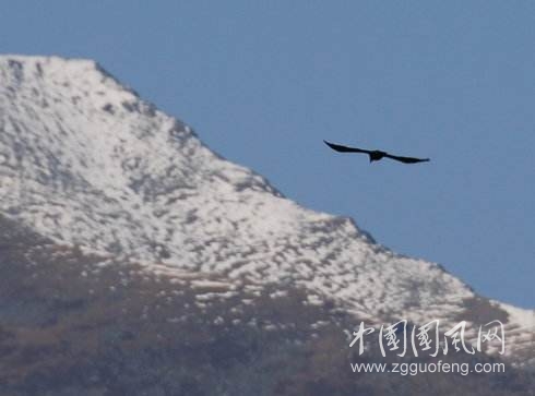 《雪山之鷹》