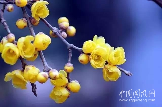 感悟臘梅