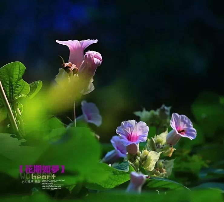 這一生，惟愿歲月靜好