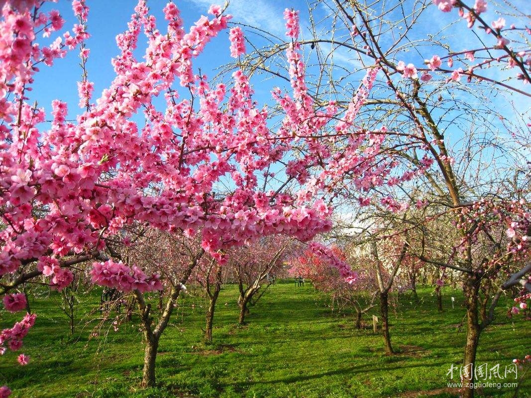 《三八花開》