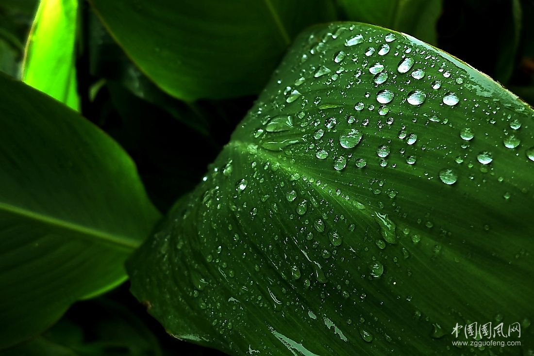 《雨對(duì)綠葉的情意》