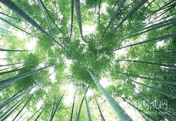 夏夜的風(fēng)