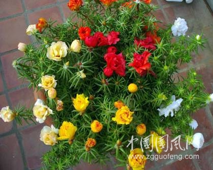 太陽花