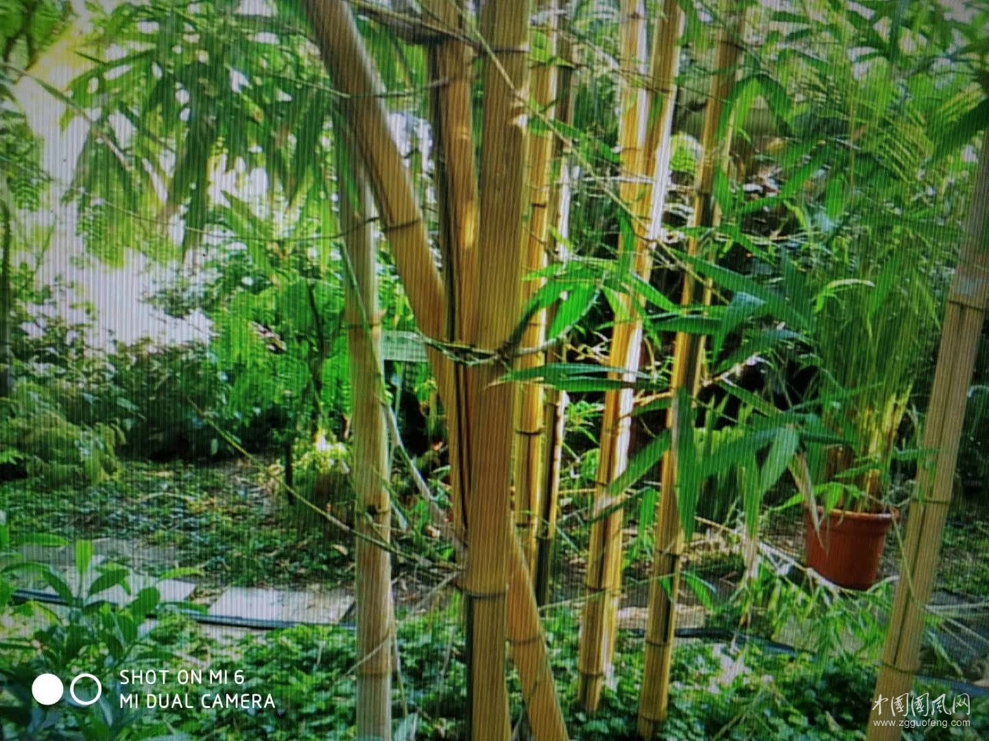     觀 竹    文/吳忠芹
