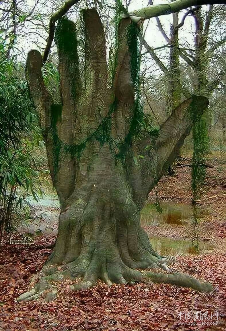 樹雕
