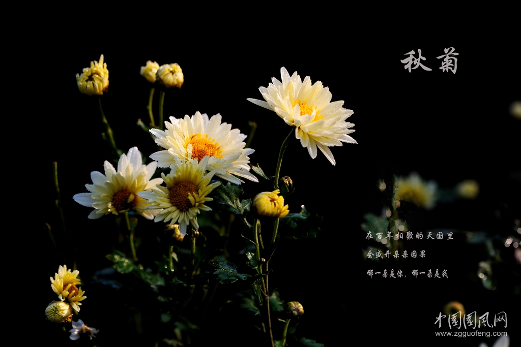 《菊香絲語(yǔ)》     文/青春鳥