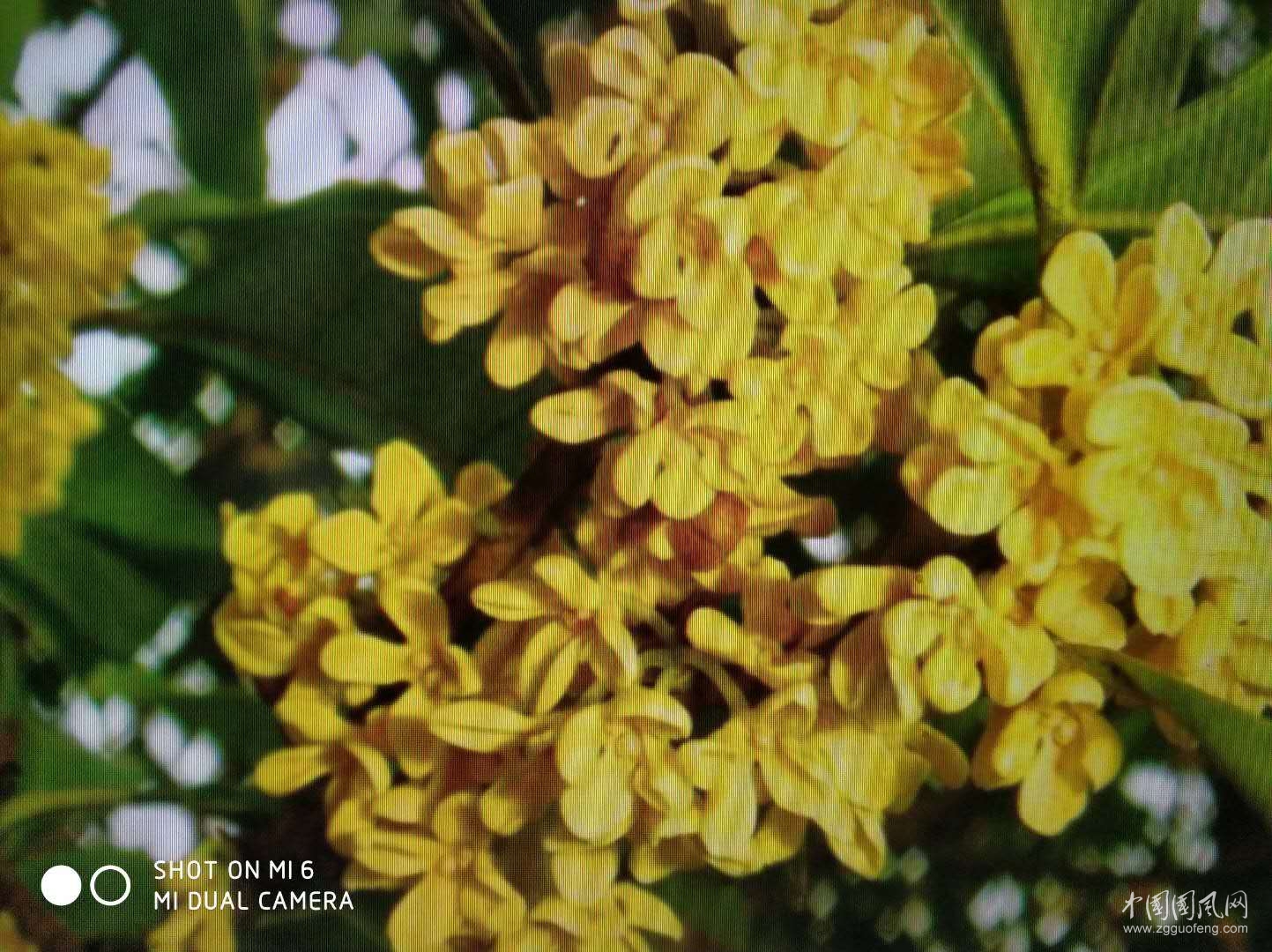 桂 花 酒      文/吳忠芹