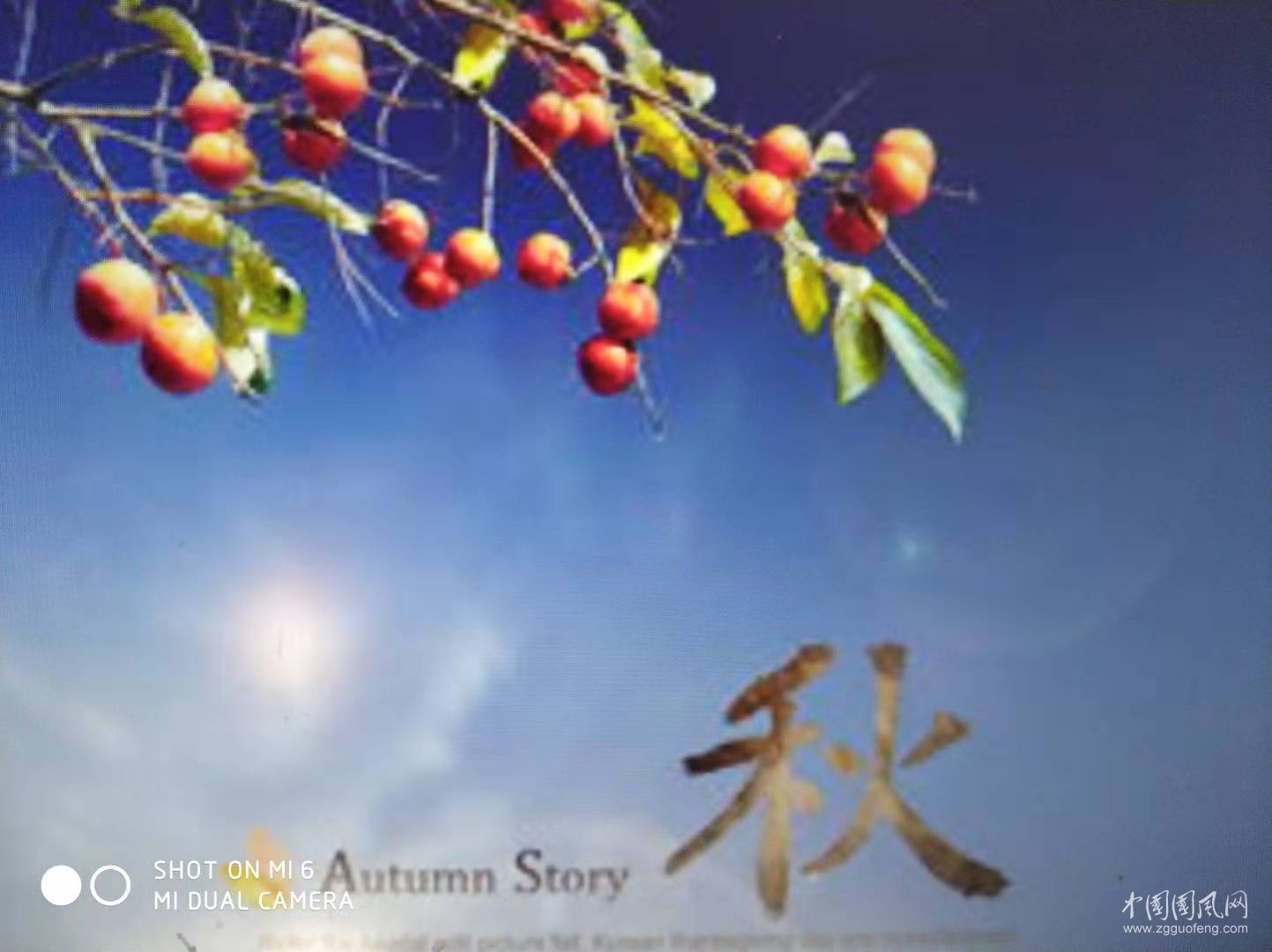 戀 秋   （文/吳忠芹）