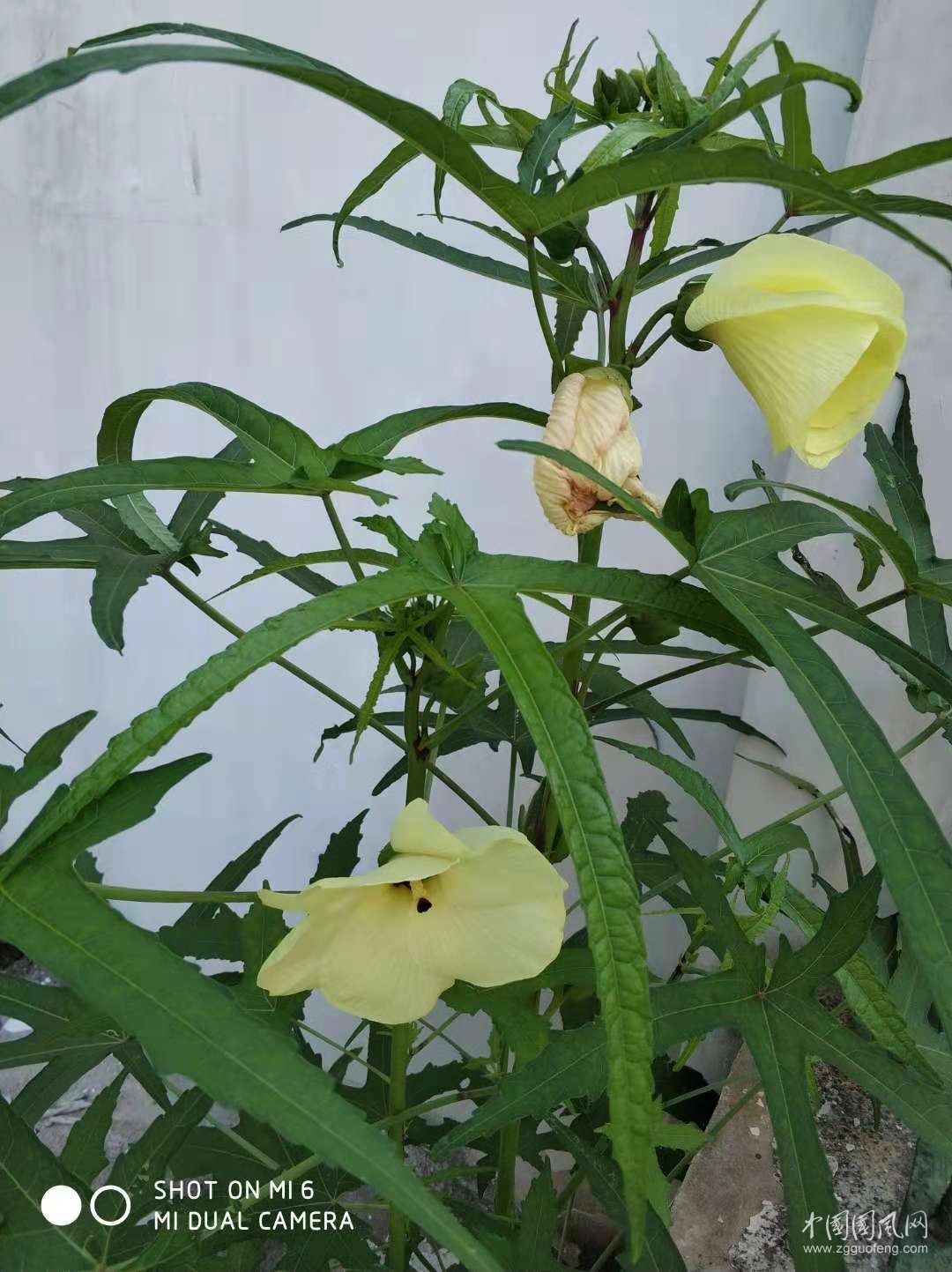 暮秋田園掠影   文/吳忠芹