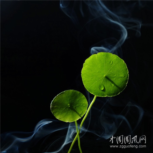 一片飄落的葉子   （文/木子）