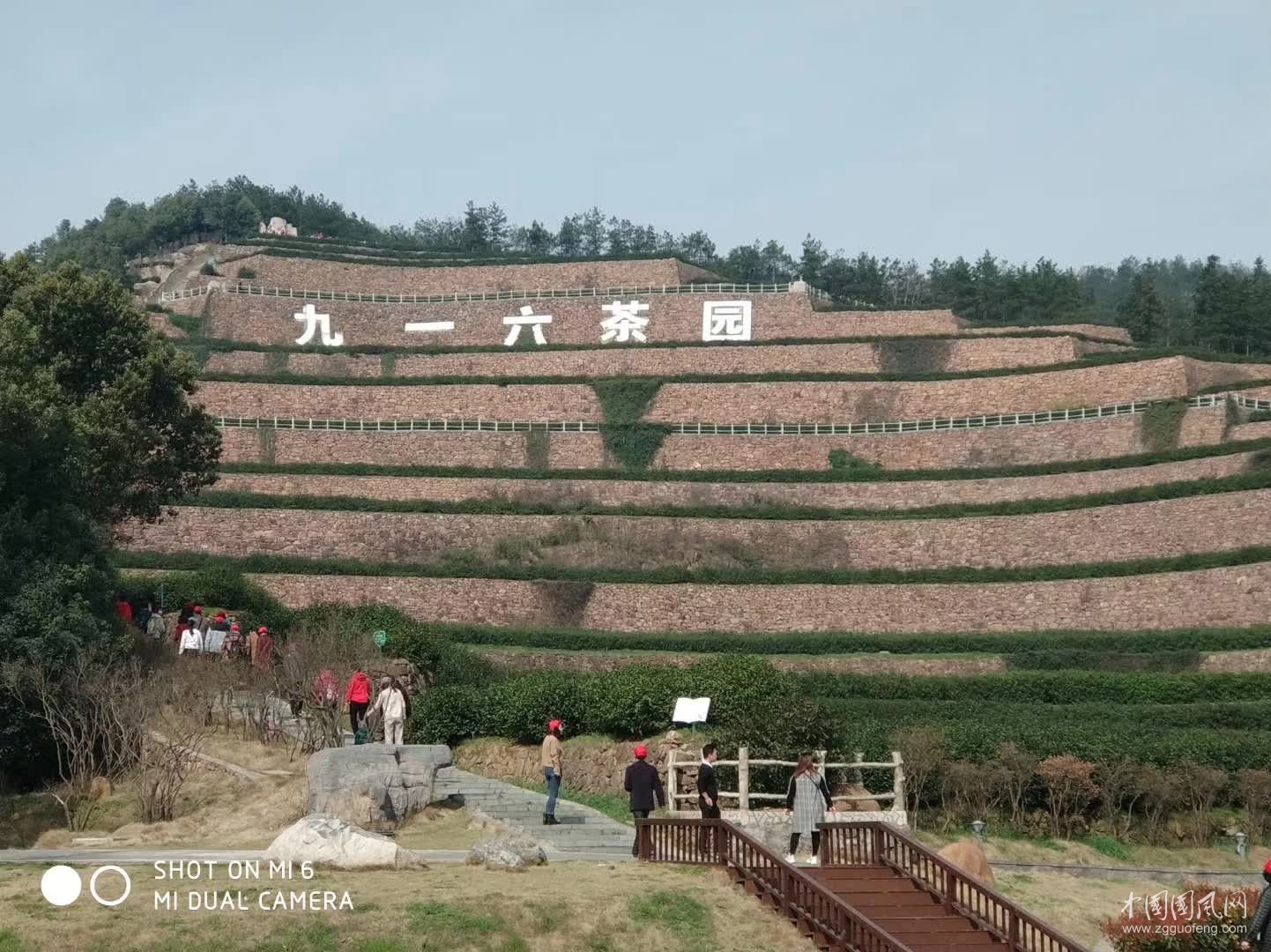 舒城采茶品茶  （文  吳忠芹）