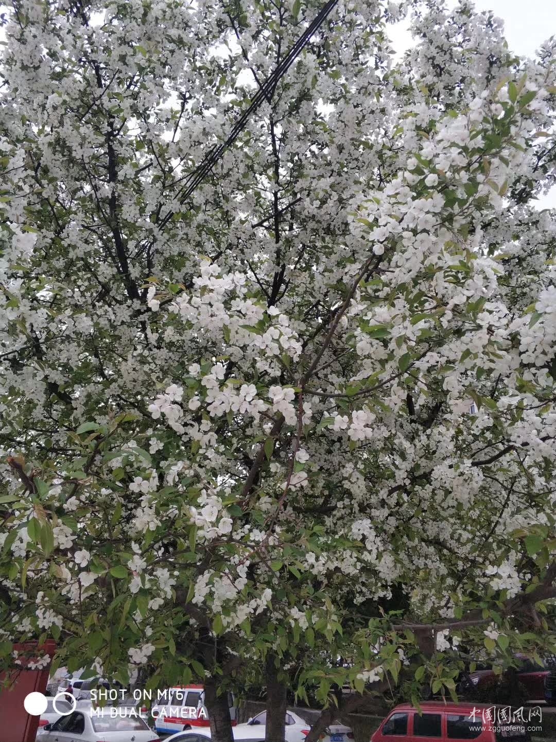 棠梨花  （文  吳忠芹）