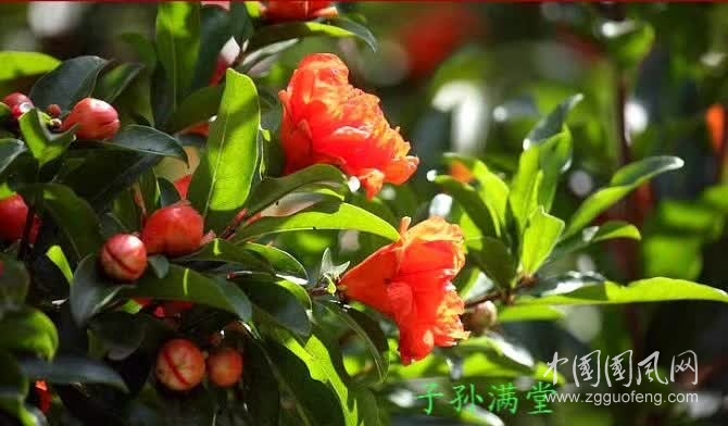 石榴花   （文  吳忠芹）
