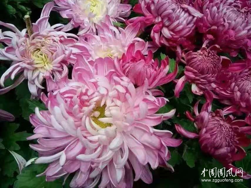 【一斛珠】贊菊   文/崔瑩